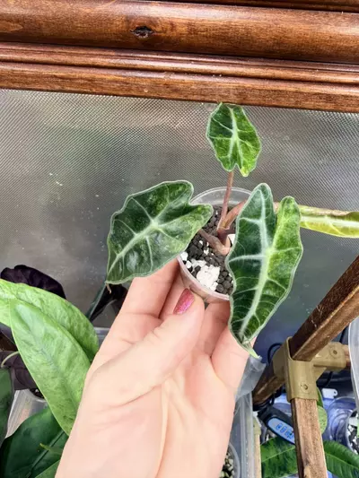 plant/Alocasia Polly Aurea Splash ✨-0-thumbnail