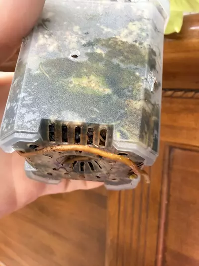 plant/Philodendron Burle Marx-super high var✨-5-thumbnail