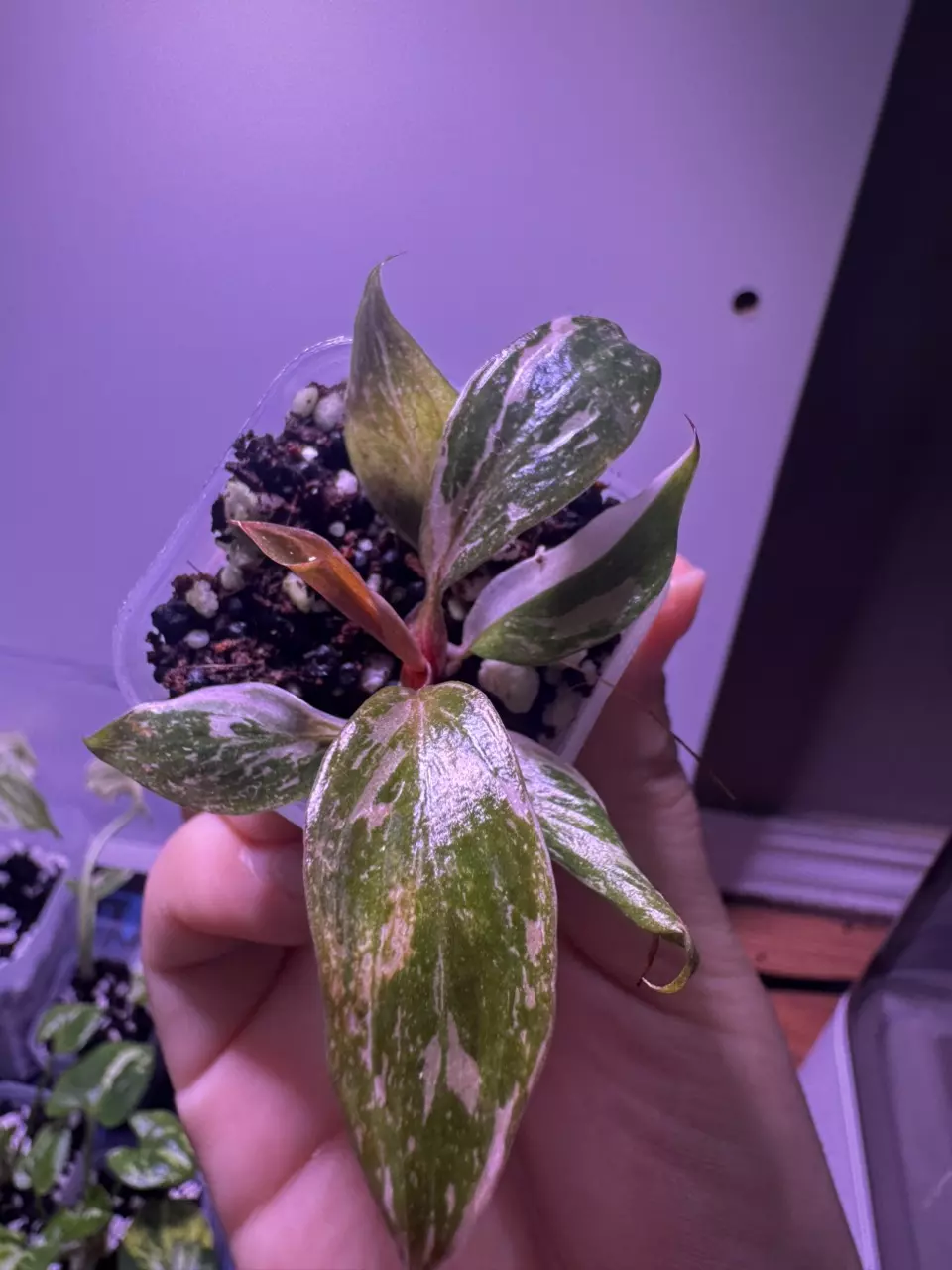 plant/Philodendron Pink Princess “Galaxy” Starter Plant-0