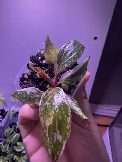 plant/Philodendron Pink Princess “Galaxy” Starter Plant-0-thumbnail