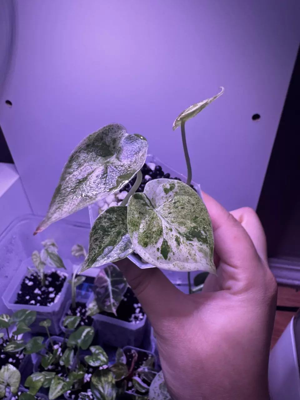 plant/Alocasia Dragon Scale Mint Starter Plant-0