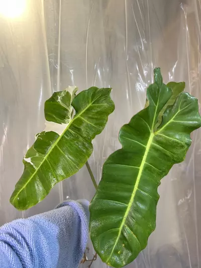 plant/paraiso albo xxl size-3-thumbnail