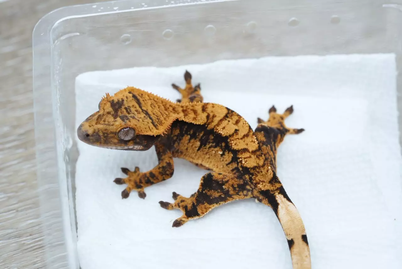 plant/Ps817 male halloween-1