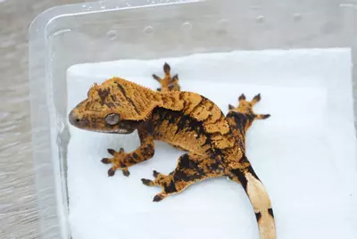 plant/Ps817 male halloween-1-thumbnail