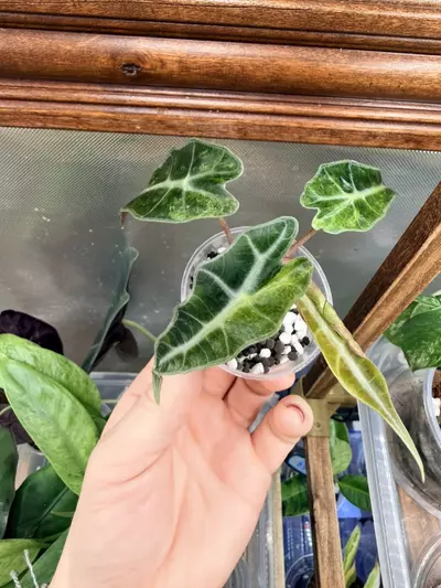 plant/Alocasia Polly Aurea Splash ✨-4-thumbnail