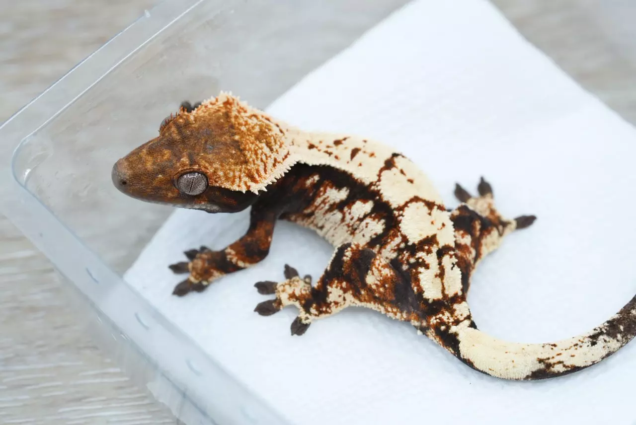 plant/Ps809 male sable (Prometheus x luminary)-0