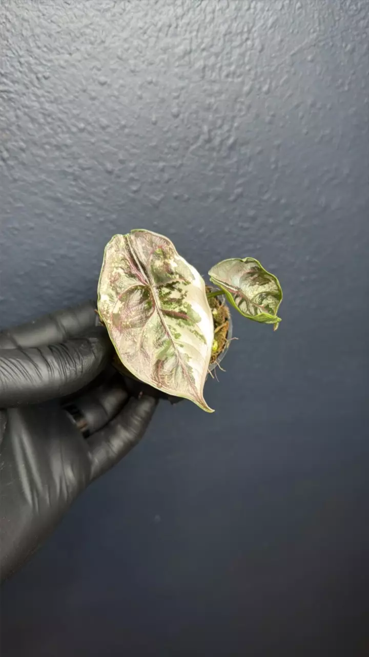 plant/Alocasia Azlanii Pink Variegated *Exact Specimen B-0