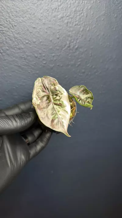 plant/Alocasia Azlanii Pink Variegated *Exact Specimen B-0-thumbnail