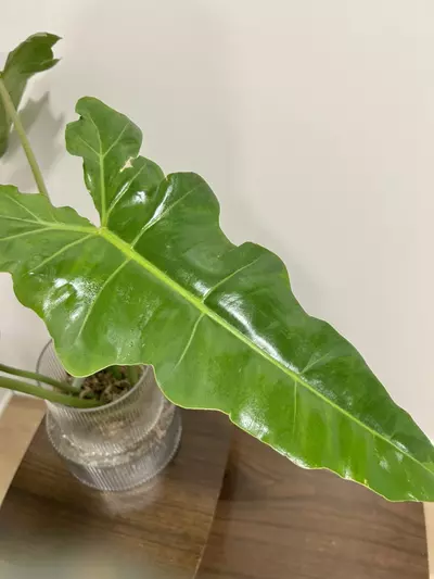 plant/Rare xxl variegated Billie x radiatum (philo cosmic)-2-thumbnail