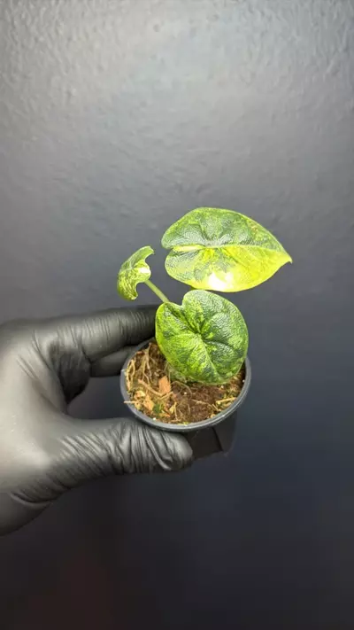 plant/Alocasia Melo Aurea *Exact Specimen B-0-thumbnail