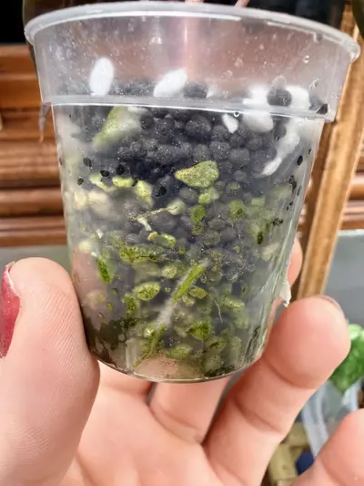 plant/Alocasia Polly Aurea Splash ✨-5-thumbnail