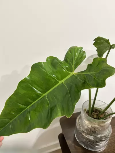 plant/Rare xxl variegated Billie x radiatum (philo cosmic)-1-thumbnail