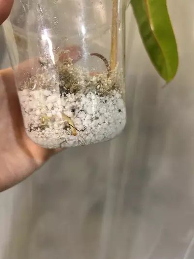 plant/Variegated Billie-1-thumbnail