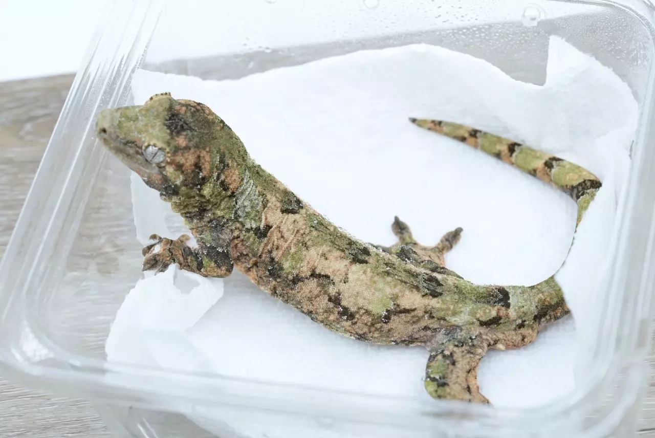 plant/Ps821 pine island chahoua male ( chahoua chamber lines but no lineage)-1