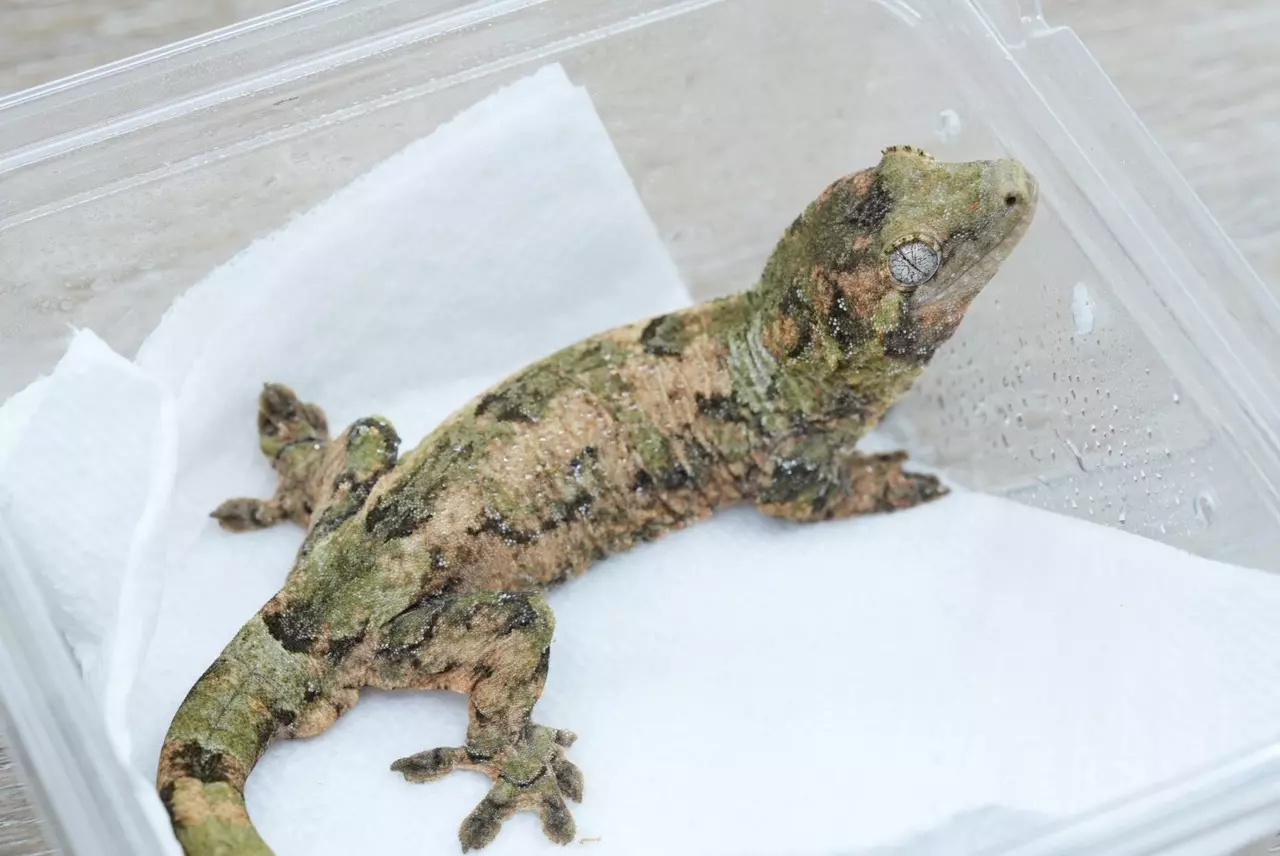 plant/Ps821 pine island chahoua male ( chahoua chamber lines but no lineage)-0