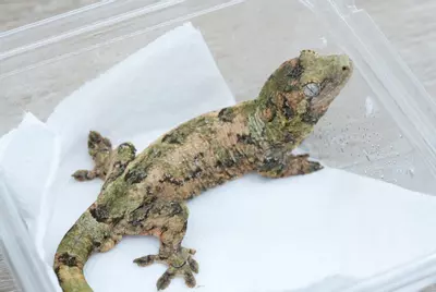 plant/Ps821 pine island chahoua male ( chahoua chamber lines but no lineage)-0-thumbnail