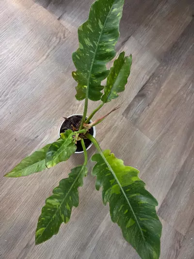 plant/Variegated Ring Of Fire-0-thumbnail