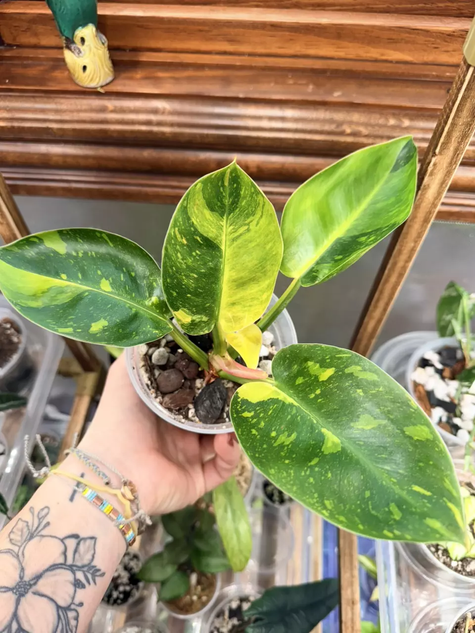 plant/Philodendron Green Congo Nuclear-1