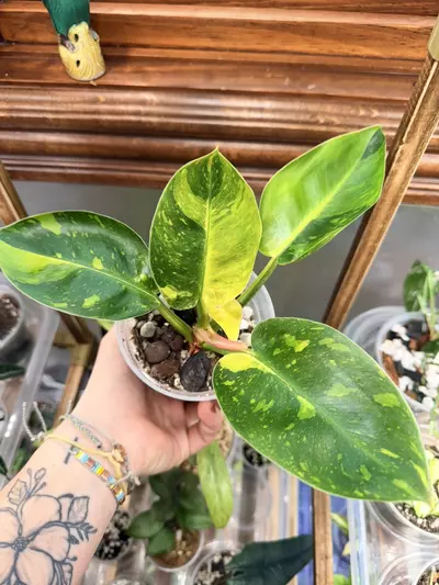 plant/Philodendron Green Congo Nuclear-1-thumbnail