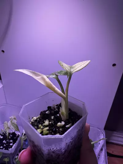 plant/Monstera White Monster Starter Plant-1-thumbnail