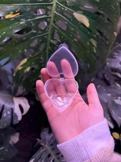 plant/Custom Heart shape holder for corm cups (many color options available)-2-thumbnail