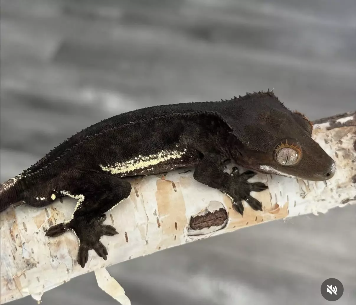 plant/Dark Phantom Lilly-0