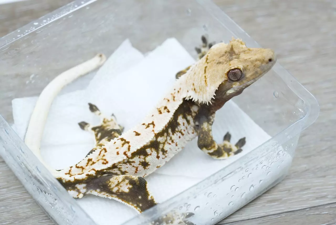 plant/Ps819 Felix x Julia male-1