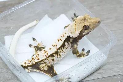 plant/Ps819 Felix x Julia male-1-thumbnail