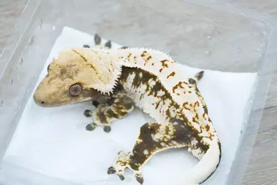 plant/Ps819 Felix x Julia male-0-thumbnail