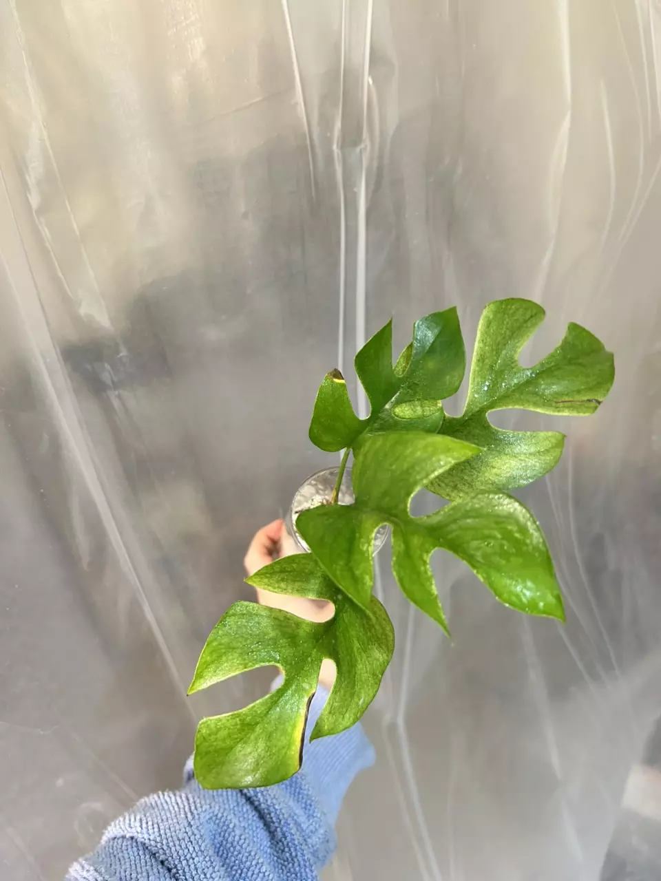 plant/Tetra white monster-0