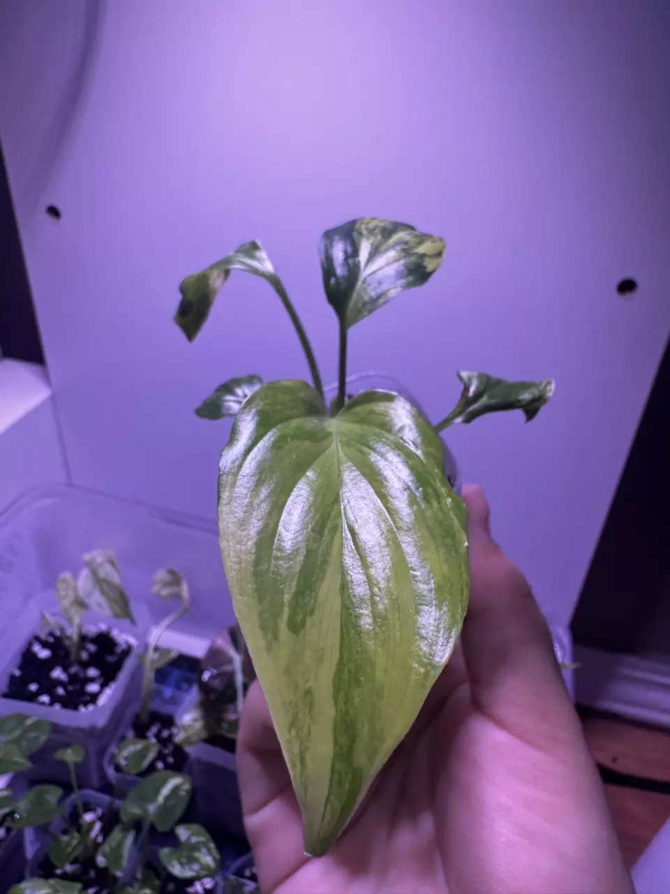 plant/Homalonema Rubescena Aurea Starter Plant-1