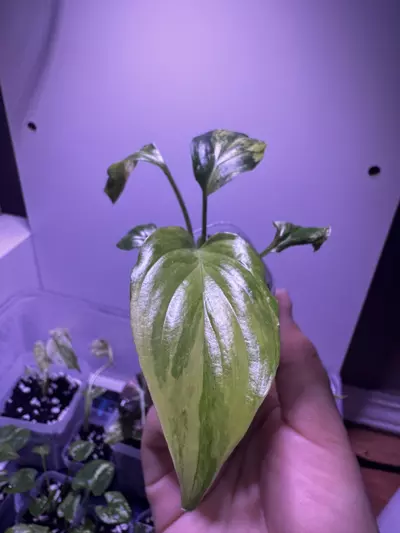 plant/Homalonema Rubescena Aurea Starter Plant-1-thumbnail