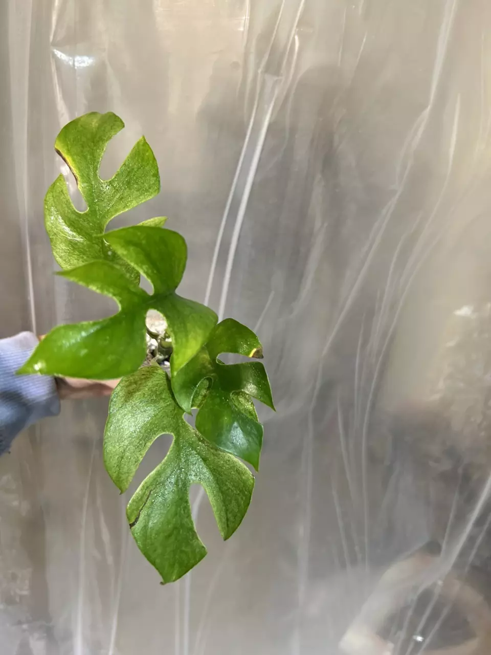 plant/Tetra white monster-1