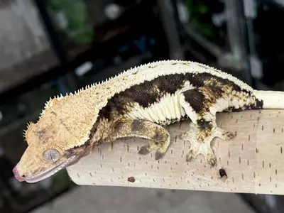 plant/Moonshine-1-thumbnail