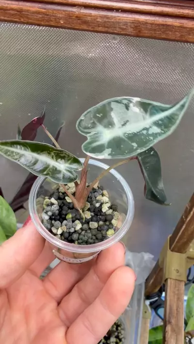 plant/Alocasia Pink Bambino-3-thumbnail
