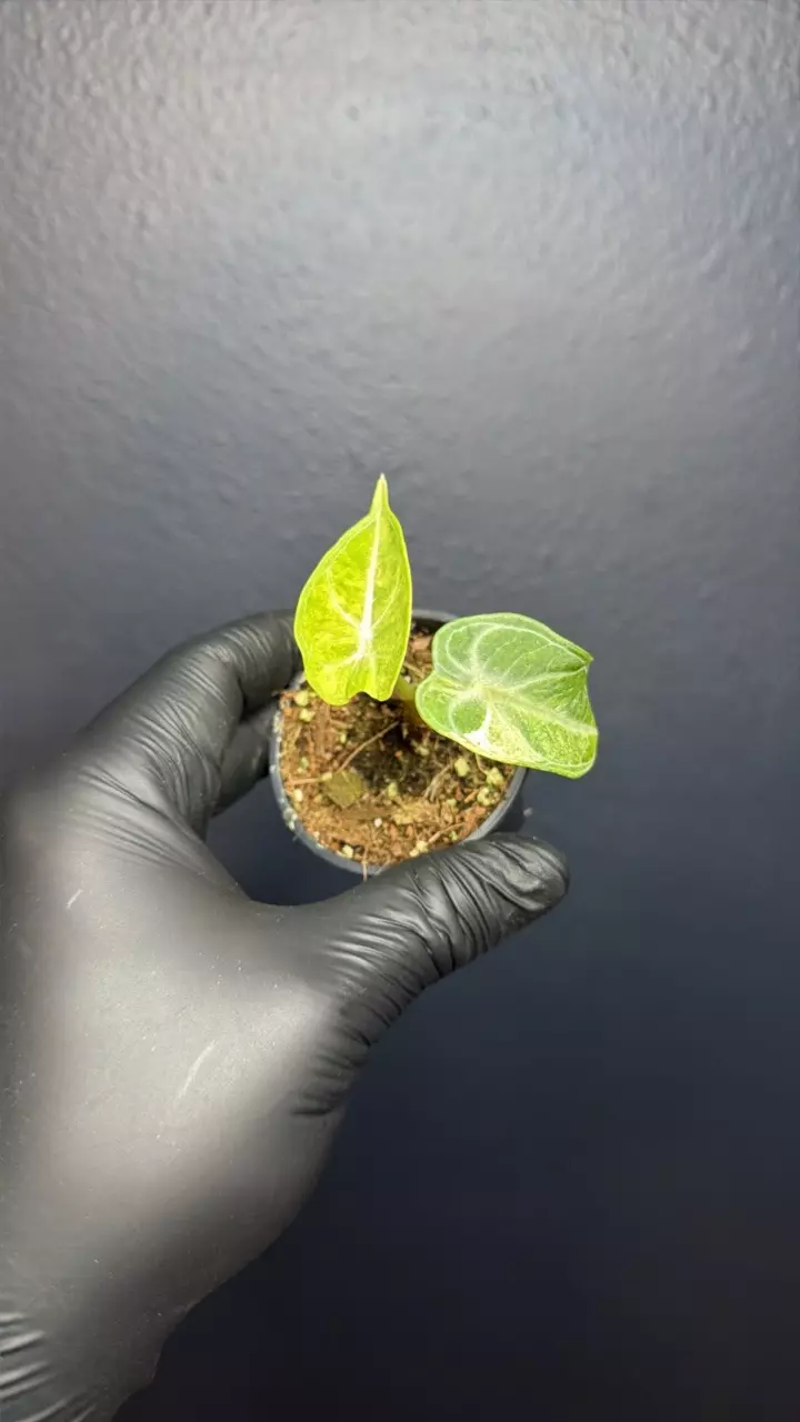 plant/Alocasia Ninja Tricolor *Exact Specimen D-0