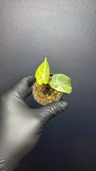 plant/Alocasia Ninja Tricolor *Exact Specimen D-0-thumbnail