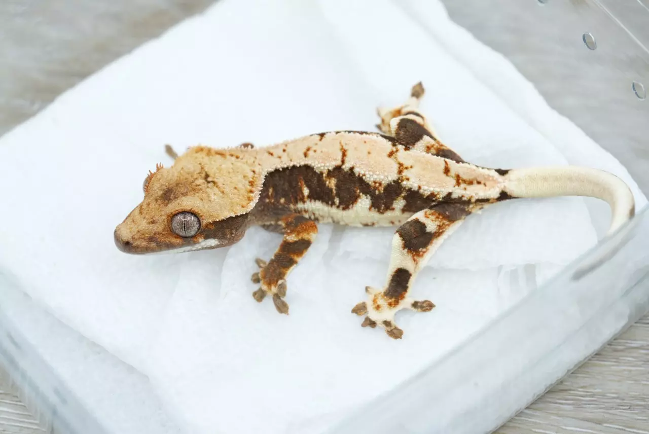 plant/Ps814 50% het axanthic LW male-0