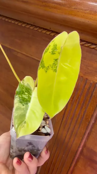 plant/Philodendron Burle Marx-super high var✨-4-thumbnail