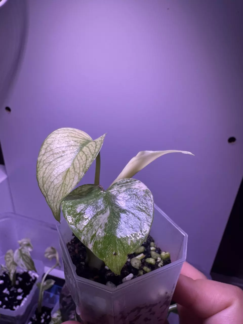 plant/Monstera White Monster Starter Plant-2