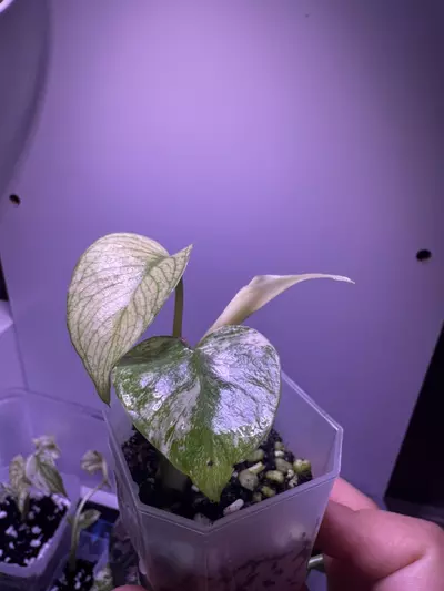plant/Monstera White Monster Starter Plant-2-thumbnail