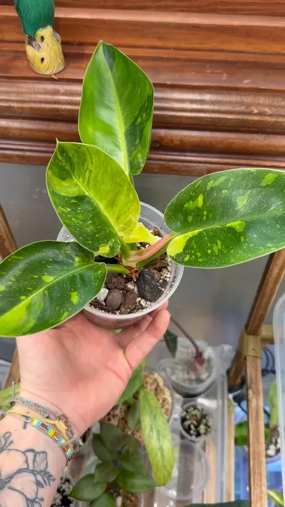 plant/Philodendron Green Congo Nuclear-3-thumbnail