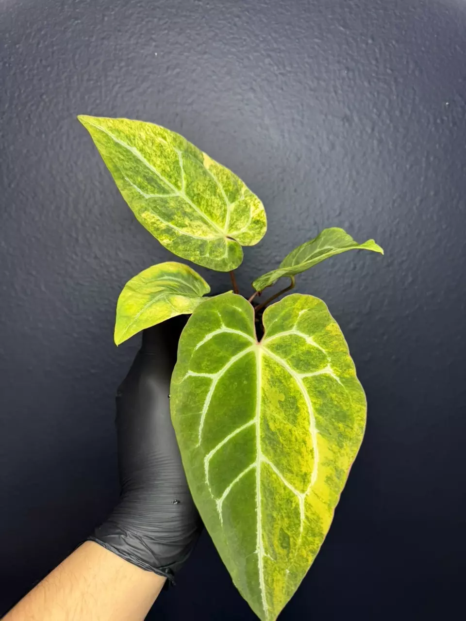 plant/Anthurium papilloalaminum x Anthurium Magnificum Aurea *Exact Specimen-0