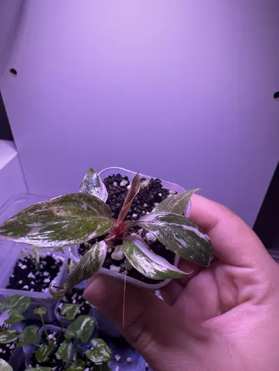 plant/Philodendron Pink Princess “Galaxy” Starter Plant-2-thumbnail