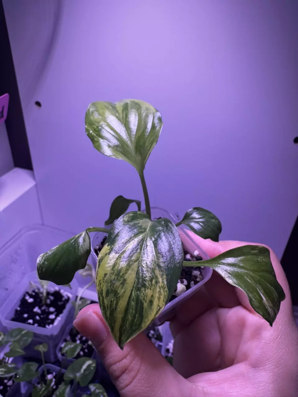 plant/Homalonema Rubescena Aurea Starter Plant-0