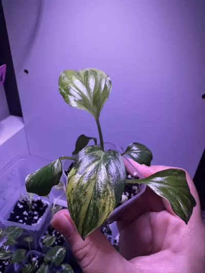 plant/Homalonema Rubescena Aurea Starter Plant-0-thumbnail