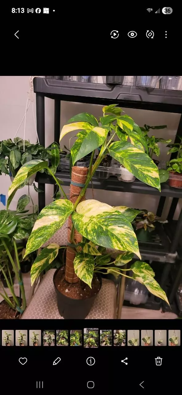 plant/Epipremnum yellow flame ( single cut)-0