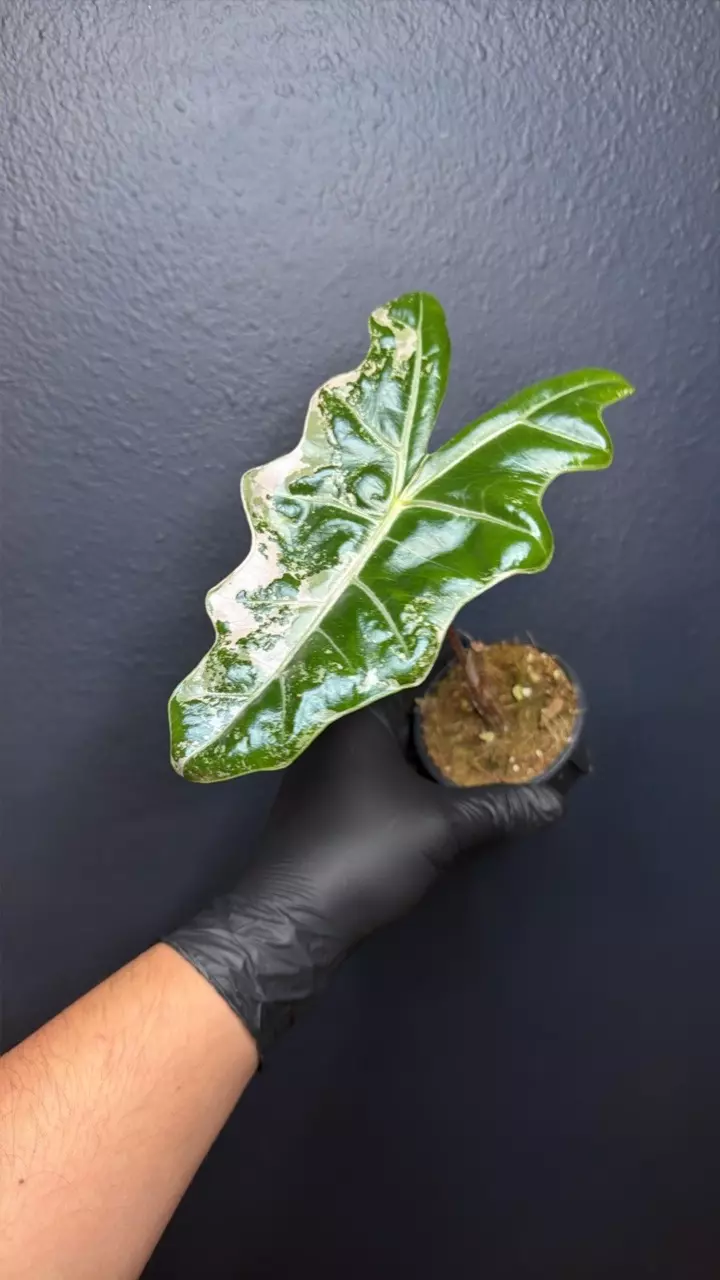 plant/Alocasia Pink Pseudosanderiana *Exact Specimen B-0