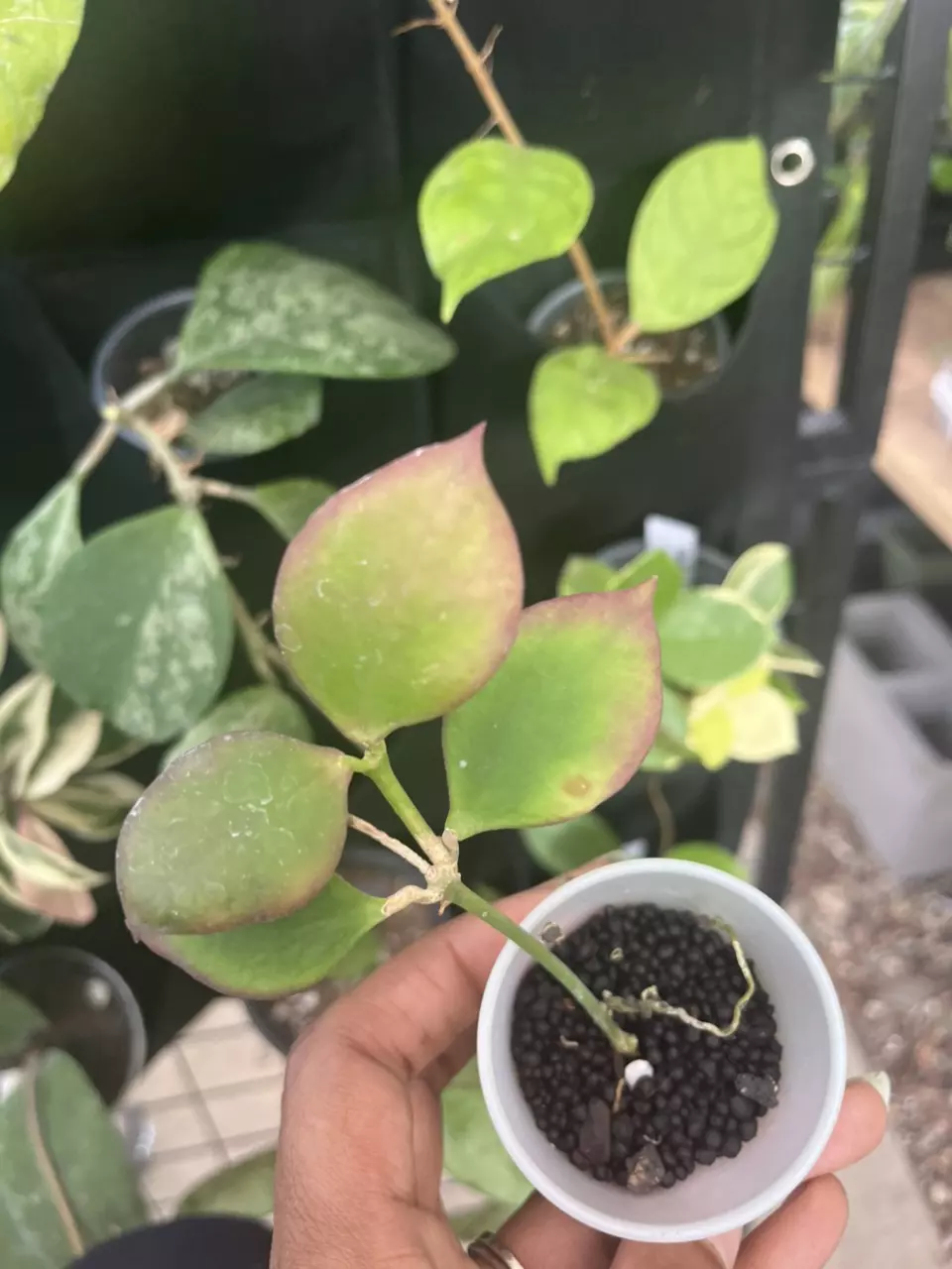 plant/hoya ns05-055-0