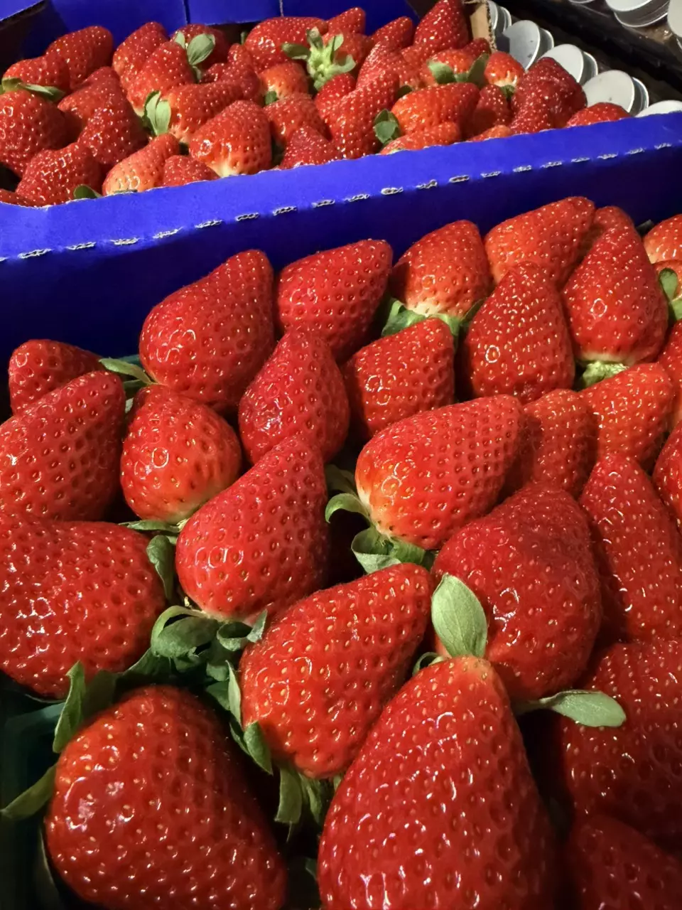 plant/Strawberry honey jam-1